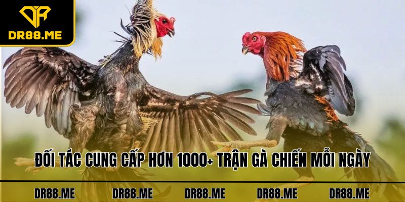 Đá Gà DR88 Đối tác cung cấp hơn 1000+ trận gà chiến mỗi ngày
