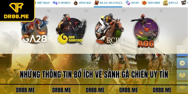 Đá Gà DR88 Những thông tin bổ ích về sảnh gà chiến uy tín