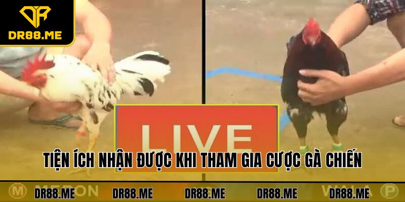 Đá Gà DR88 Tiện ích nhận được khi tham gia cược gà chiến